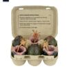 Aliens 6-Pack Accessory Pack Carton of Alien Eggs (40th Anniversary)