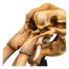 Lord of the Rings Mini Szobor Skull of a Mumak 15 cm